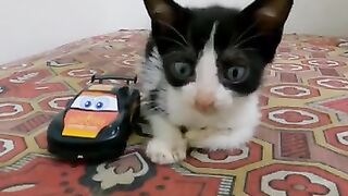 A name for this kitten