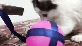 Kitten: How do you take the ball?