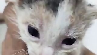 The kitten opened its eyes after 10 days