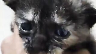 very sweet kitten.