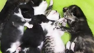 Subscribe without waking up my kittens