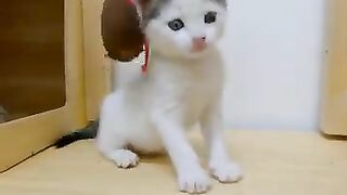 Naughty kitten 2