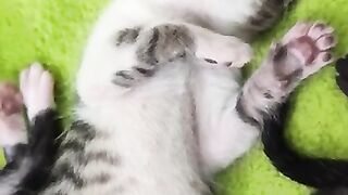 OMG!! the kitten sleeps so nicely.