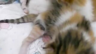 The cutest new born kittens