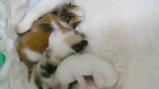 Snow white cat breastfeeding her newborn kittens.