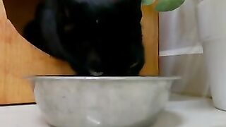 panther cat with green eyes