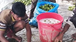 মাঠ থেকে লেবু সংগ্রহ