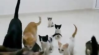 Cats and kittens are my paradise
