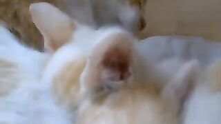 Kittens with a very cute face with the cat mom.