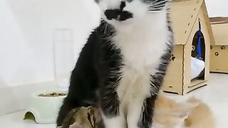 Kittens suck milk from the cat Mama