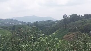 Kebun apel 2
