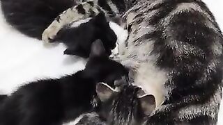Kittens suck mother's milk