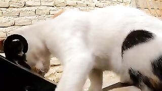 Cute Calico want play with me.
