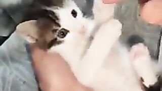 THE MOST ADORABLE KITTEN