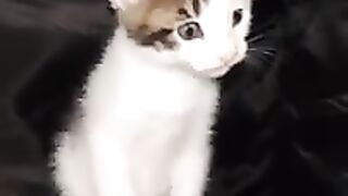 KITTEN NAME CONTEST