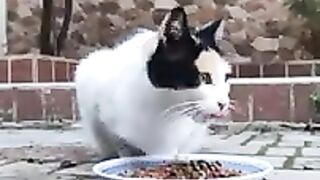 Sweet Stray Cat Calico Is Hungry.