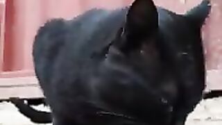 Black Panther Cat is very Cute