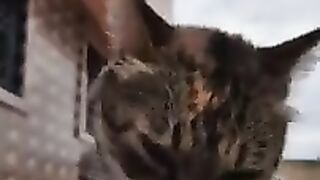 Cutie Stray Calico Cat.