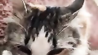 stray fluffy cat