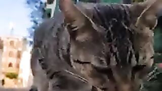 Cutest tabby cat and hungry.