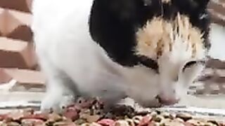 Gorgeous calico cat.