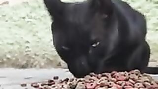 Cute hungry black cat.