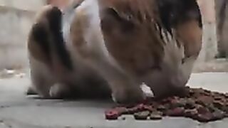 A very sweet and cute stray cat.