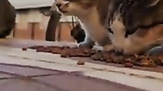 stray cats eating breakfast.