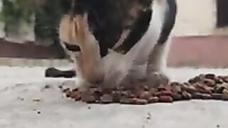 A stray calico cat is eating its food.