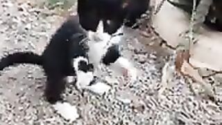 The little stray tuxedo kitten wants to play.