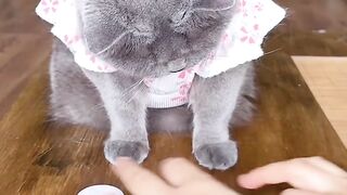 ​Can This Smart Cat Beat the Shell Game?