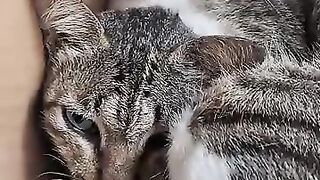 Berlin the cat and friends | Cute Cats and Kittens