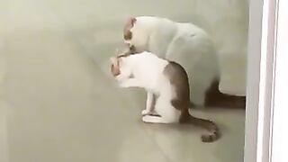 2million views|cats of tiktok|#109