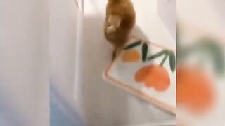 Funniest Animal Moments 2023 ???? Funniest Cats and Dogs ???????? Ep 02 | Funny Moments