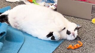 Cute cat video