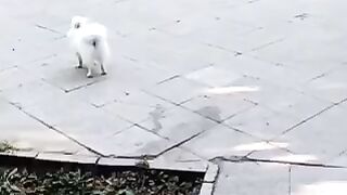 2million views|funny cats| funny tiktok animals |#110