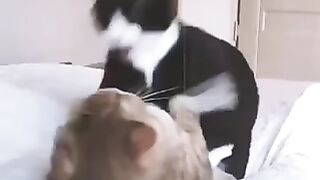 Funny viral video