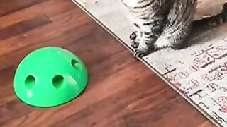 2 million views| funny tiktok cats|Pet lovers| #111