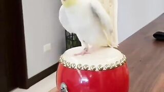 funny videos 2023 | funny parrot video