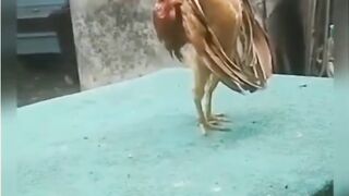 funny videos of 2023 | must watch so funny