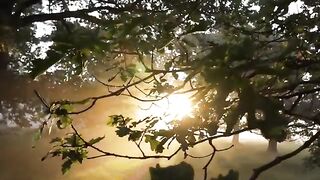 Beautiful video forest trees