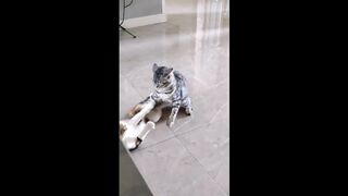 funny cats amazing fight