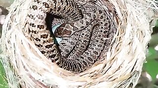 붉은머리_오목눈이_누룩뱀.snake(360p)