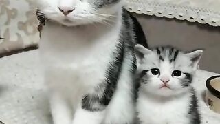 Very Funny Cat | John92