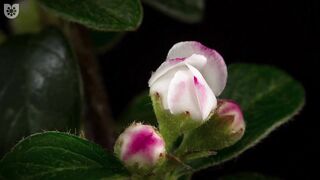 Flowers Blooming Time