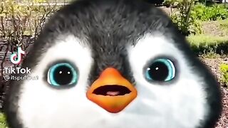 Special Cute Penguin-whatsapp-instagram-facebook Status | John92
