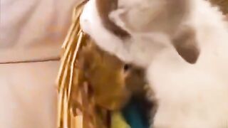 Cat ????????