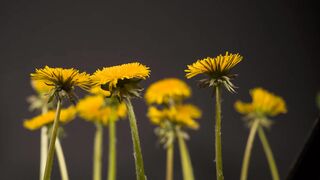 dandelion flowers