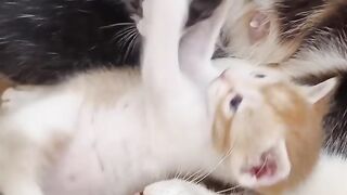 Tom_????_Jerry_(Rithvi&Anu)Real_End_Twist_????????_#shorts.2023