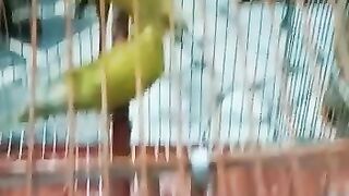Funny Cute Parrot |John92